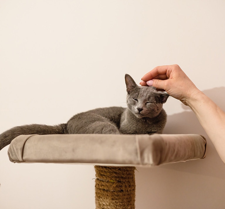 Hauskatze liegt auf einer Platform