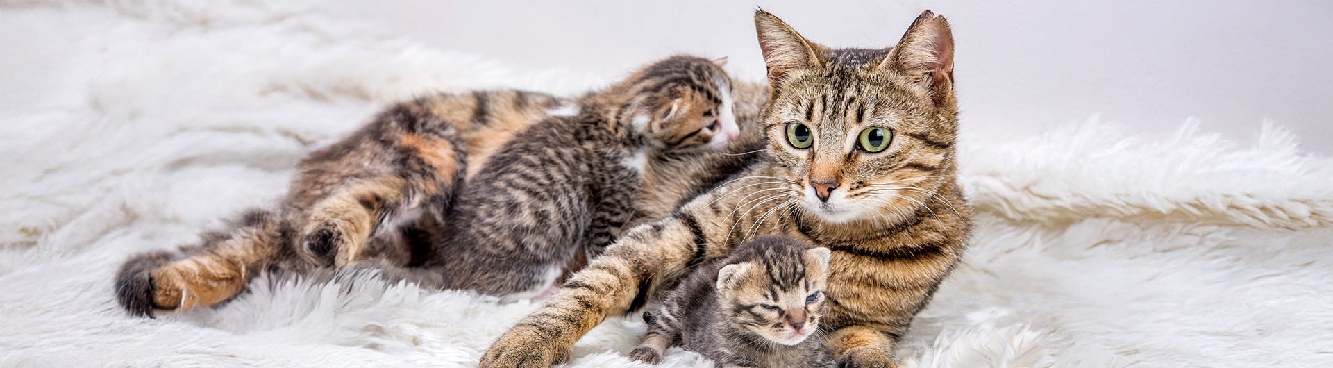 Katzenmutter mit Kätzchen