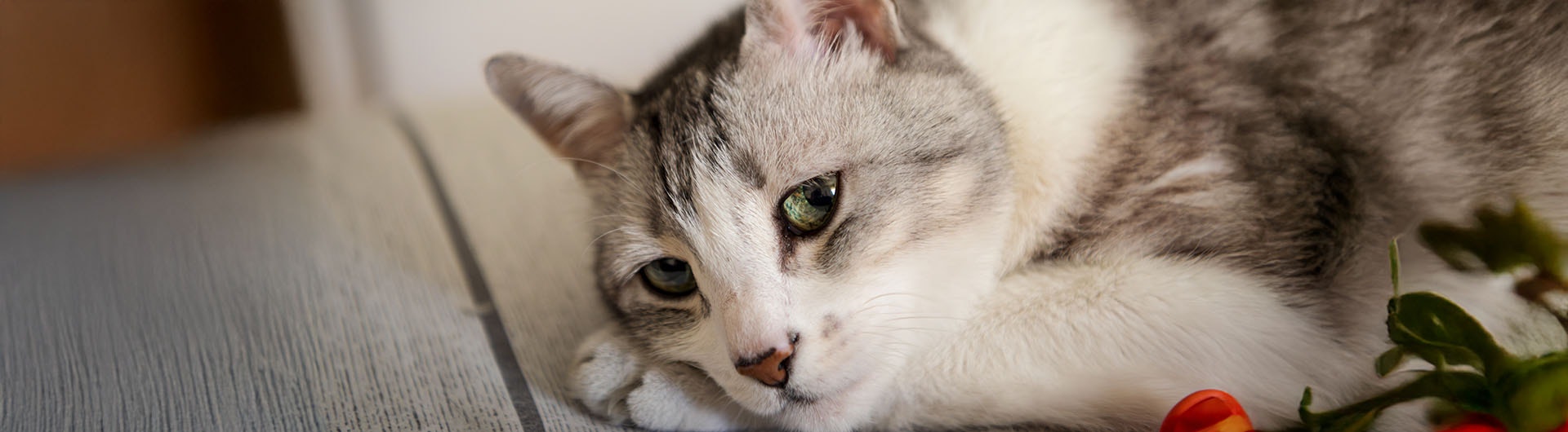 eine traurige Katze, die sich hinlegt