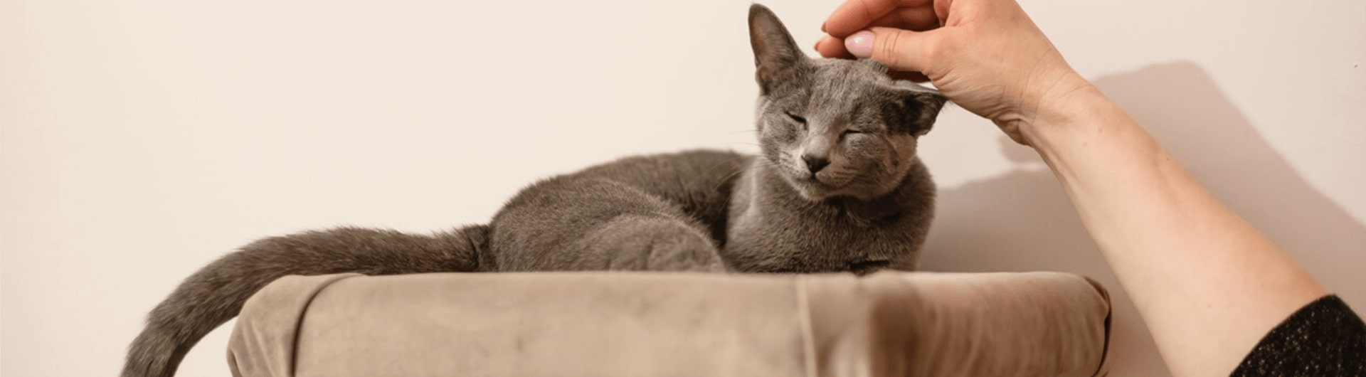 Katze, die auf einer Plattform liegt und am Kopf gestreichelt wird