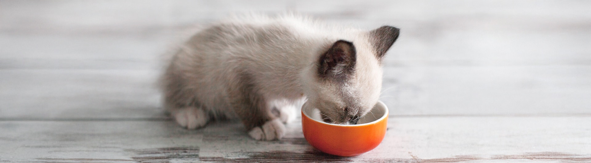 Kätzchen frisst aus einem Napf