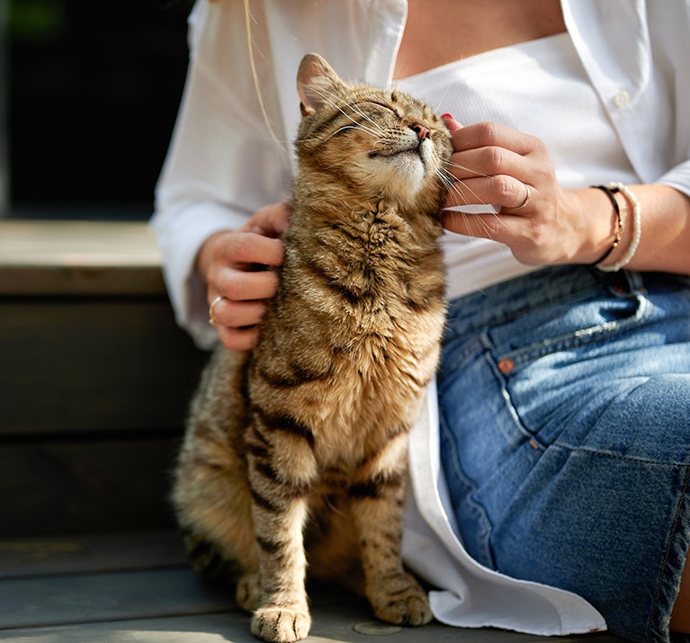 anhängliche Katze, die gestreichelt wird