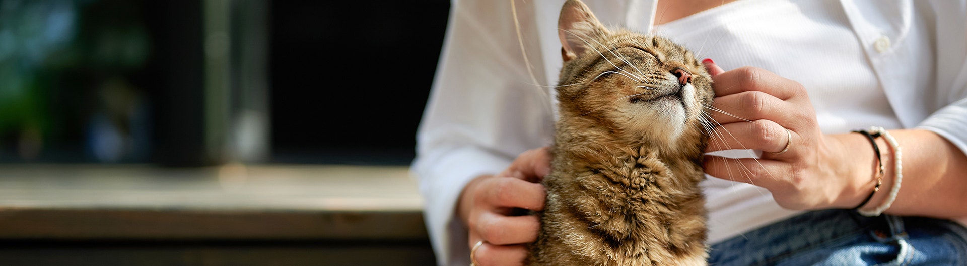 anhängliche Katze, die gestreichelt wird