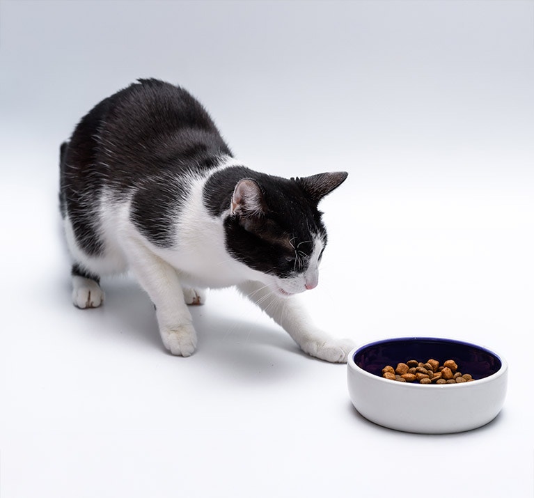 Schwarz-weiße Katze vor einem Fressnapf mit Trockenfutter, ohne zu fressen, vor einem weißen Hintergrund.