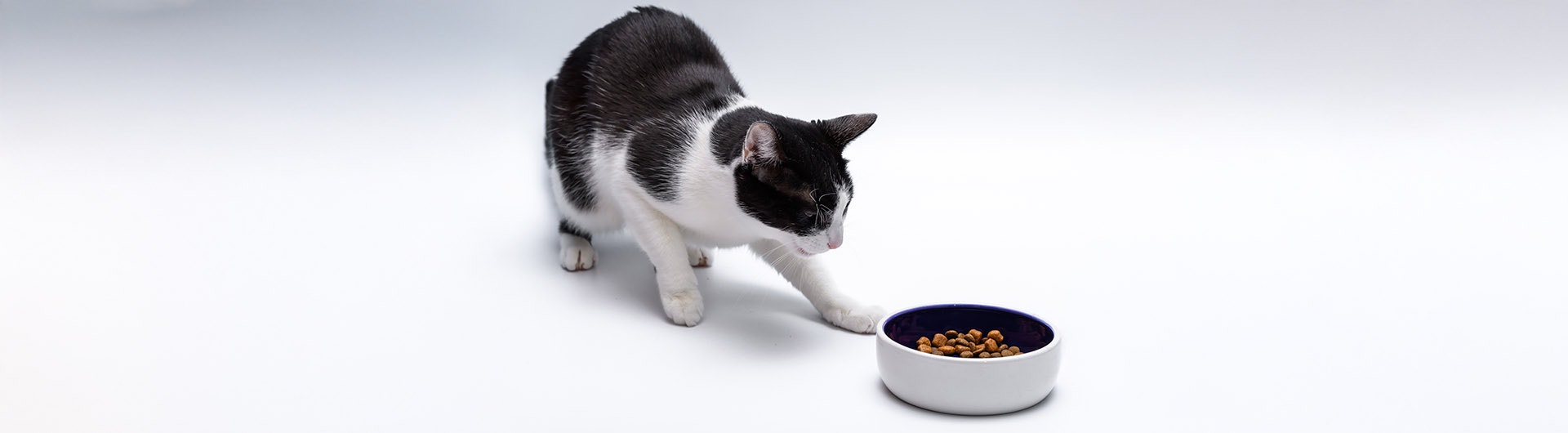 Schwarz-weiße Katze vor einem Fressnapf mit Trockenfutter, ohne zu fressen, vor einem weißen Hintergrund.