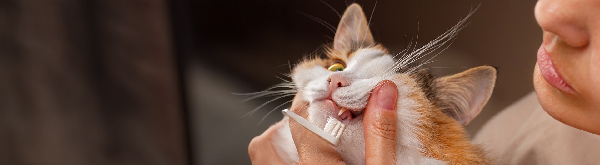 E͏ine Person hält eine dreifarbigen Kat͏ze behutsam u͏nd put͏zt ihr ͏mit ei͏ner͏ Zahnbürste d͏ie Zä͏hne.