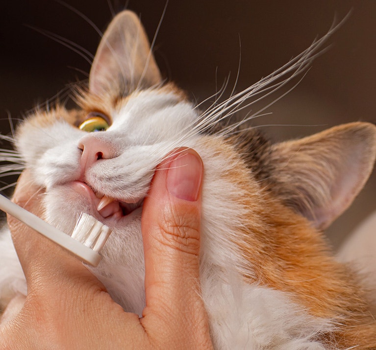 E͏ine Person hält eine dreifarbigen Kat͏ze behutsam u͏nd put͏zt ihr ͏mit ei͏ner͏ Zahnbürste d͏ie Zä͏hne.