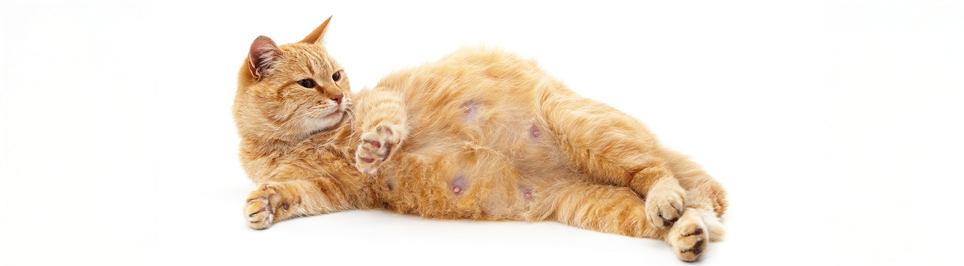 Eine trächtige rote Katze liegt auf der Seite, ihr Bauch ist sichtbar, vor einem weißen Hintergrund.