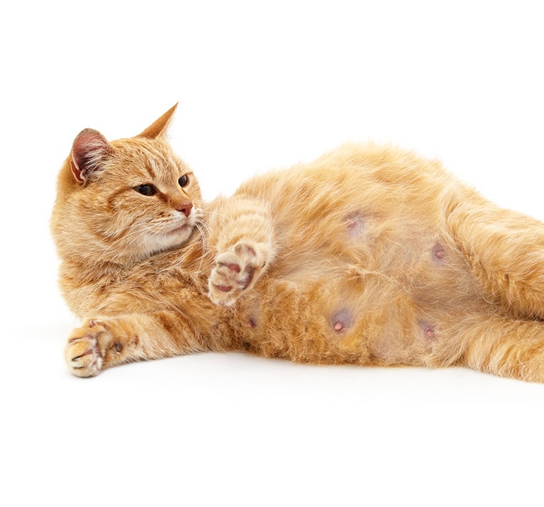 Eine trächtige rote Katze liegt auf der Seite, ihr Bauch ist sichtbar, vor einem weißen Hintergrund.