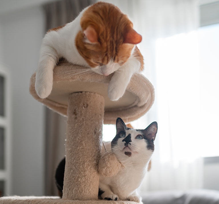 Zwei Katzen in einer hellen Wohnung: Eine orange-weiße sitzt oben auf einem Kratzbaum und beugt sich neugierig zu einer schwarz-weißen Katze hinunter.
