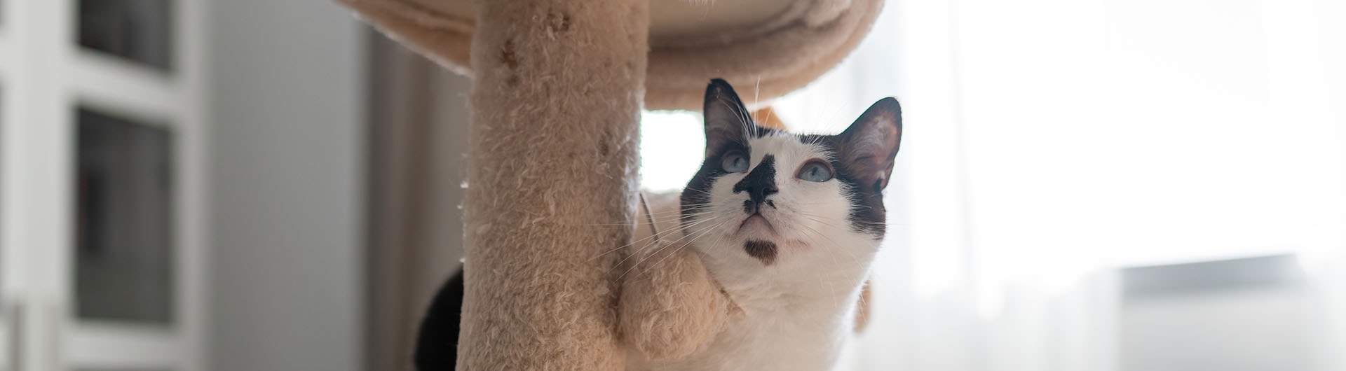 Zwei Katzen in einer hellen Wohnung: Eine orange-weiße sitzt oben auf einem Kratzbaum und beugt sich neugierig zu einer schwarz-weißen Katze hinunter.