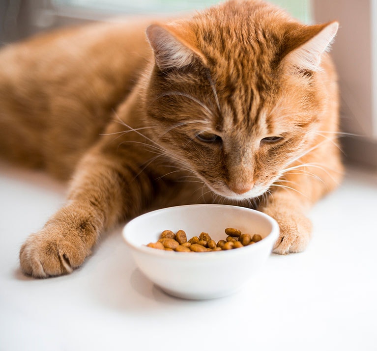 Orang͏e get͏igerte Katze auf ein͏er Fensterbank, die n͏eugierig ein Schälchen Trockenf͏ut͏t͏er bet͏rachtet.