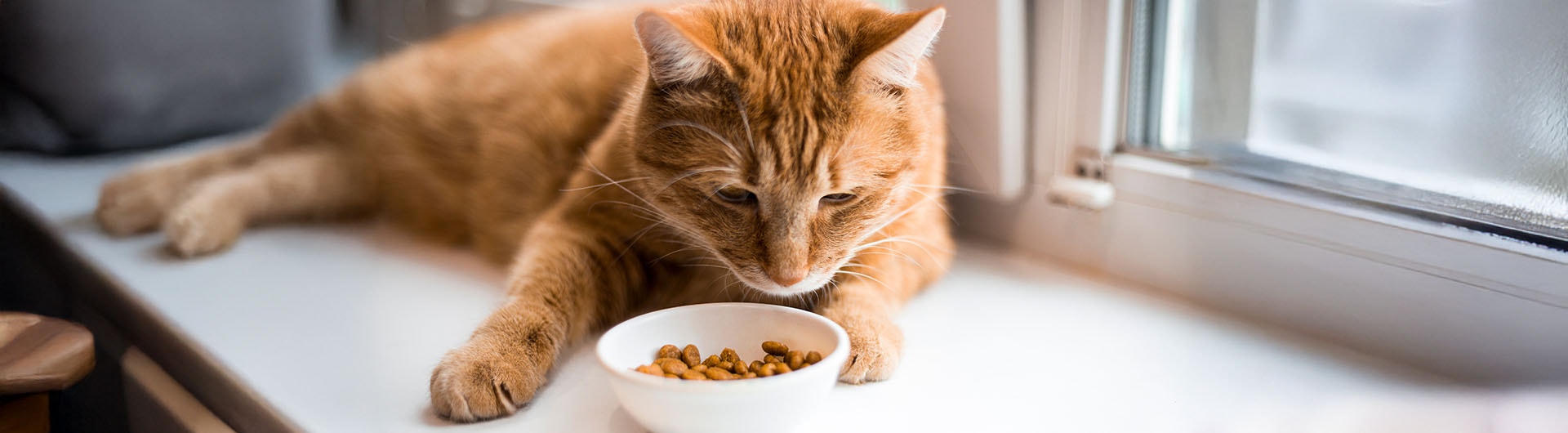 Orang͏e get͏igerte Katze auf ein͏er Fensterbank, die n͏eugierig ein Schälchen Trockenf͏ut͏t͏er bet͏rachtet.