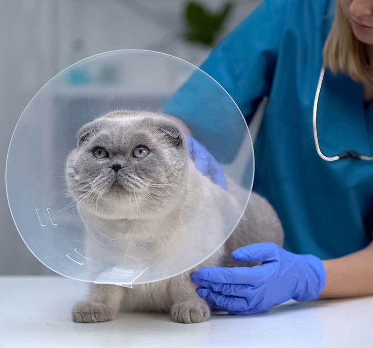 Operierte Katze mit Leckschutz