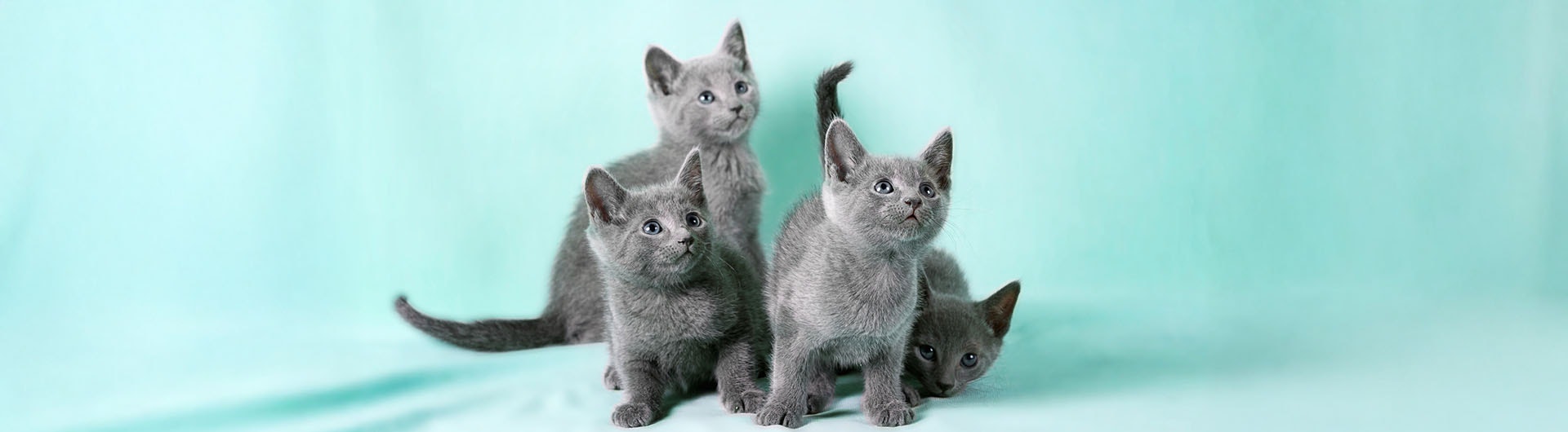 Vier graue Babykatzen schauen nach oben