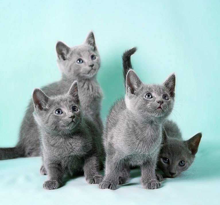 Vier graue Babykatzen schauen nach oben