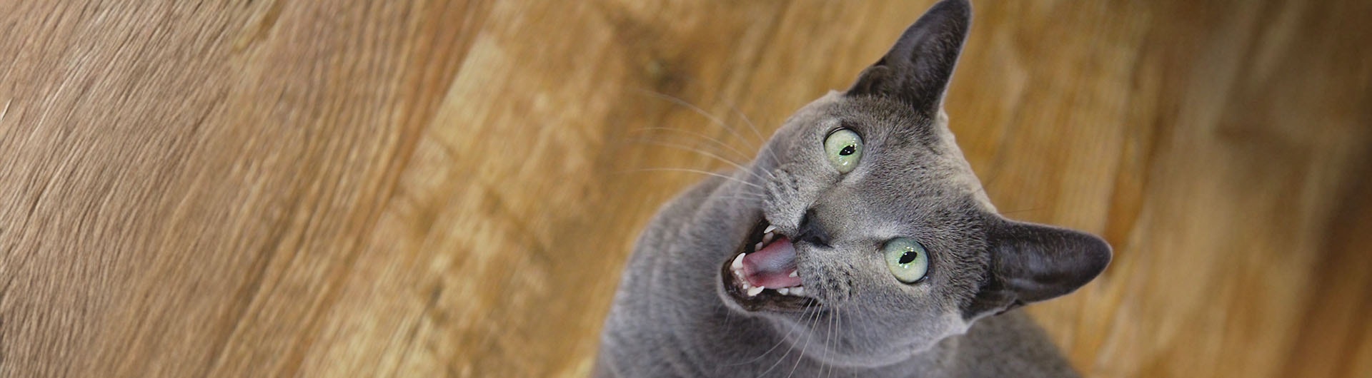 Russisch Blau Katze miaut