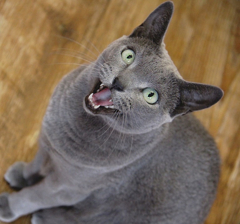 Russisch Blau Katze miaut