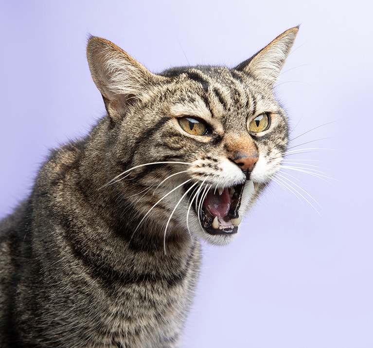 Aggressiv fauchende Katze