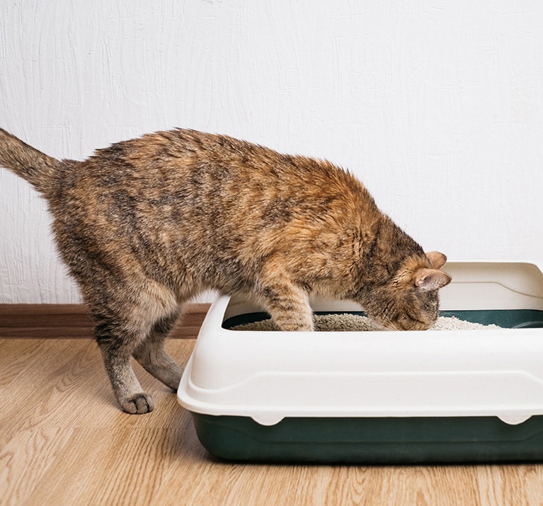 Eine Katze, die Streu aus dem Katzenklo frisst
