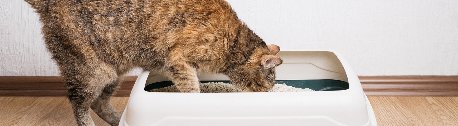 Eine Katze, die Streu aus dem Katzenklo frisst