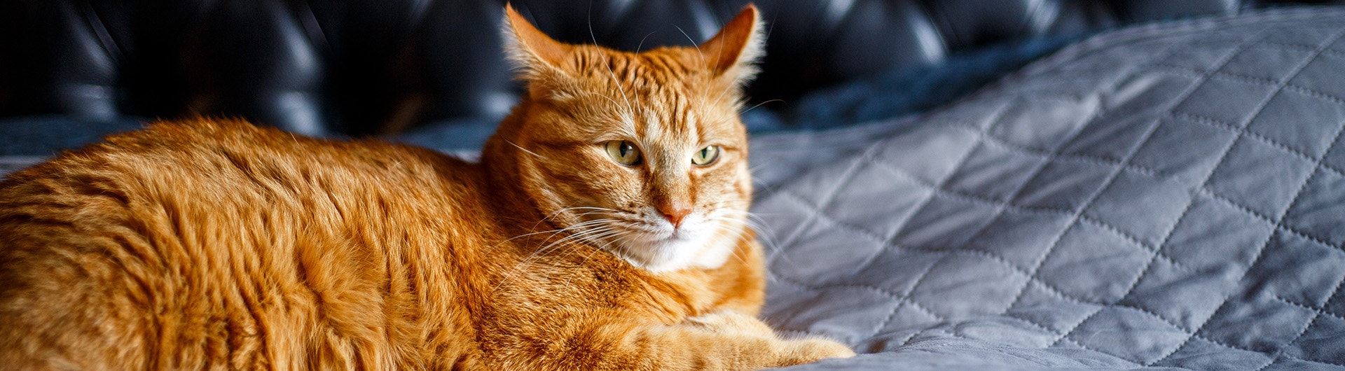 Roter Kater liegt entspannt auf einem grauen Bett