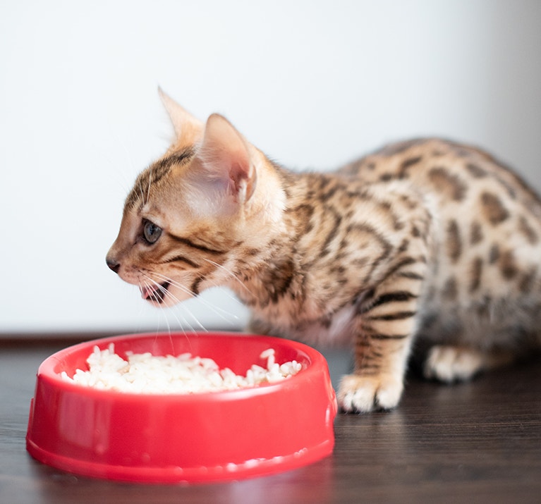 Kätzchen sitzt vor einem Futternapf