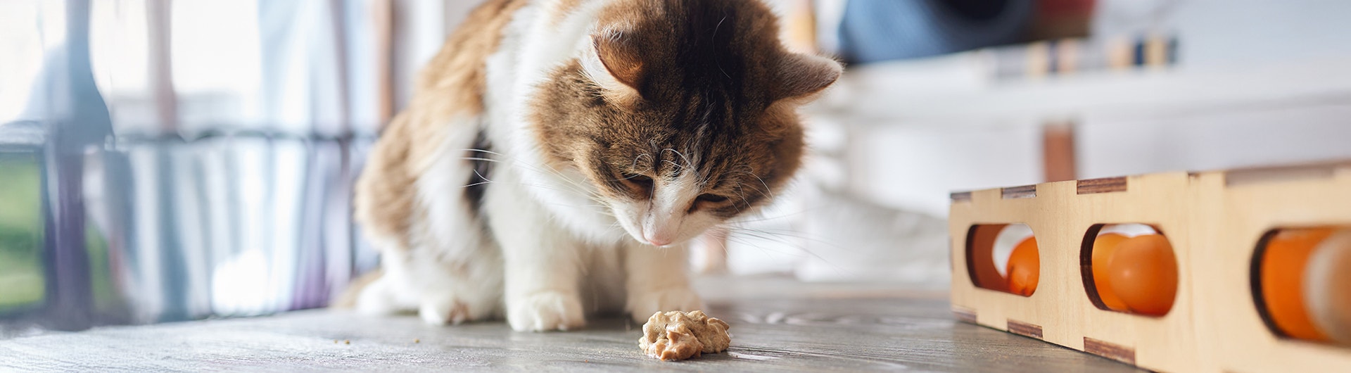 die Katze erbricht, hat zu viel gegessen