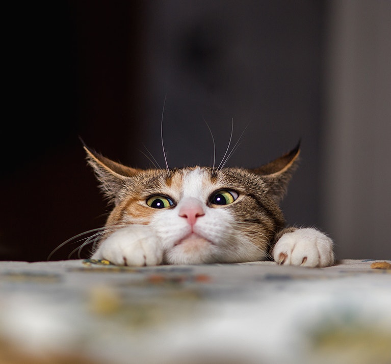 Hübsche rote Katze, die auf dem Tisch mit einer kleinen Wüstenrennmaus spielt. Bestseller von Katzen und Mäusen