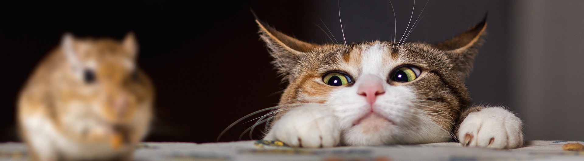 Hübsche rote Katze, die auf dem Tisch mit einer kleinen Wüstenrennmaus spielt. Bestseller von Katzen und Mäusen