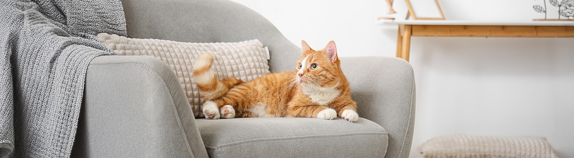 Orangefarbene Katze liegt auf einem Sofa