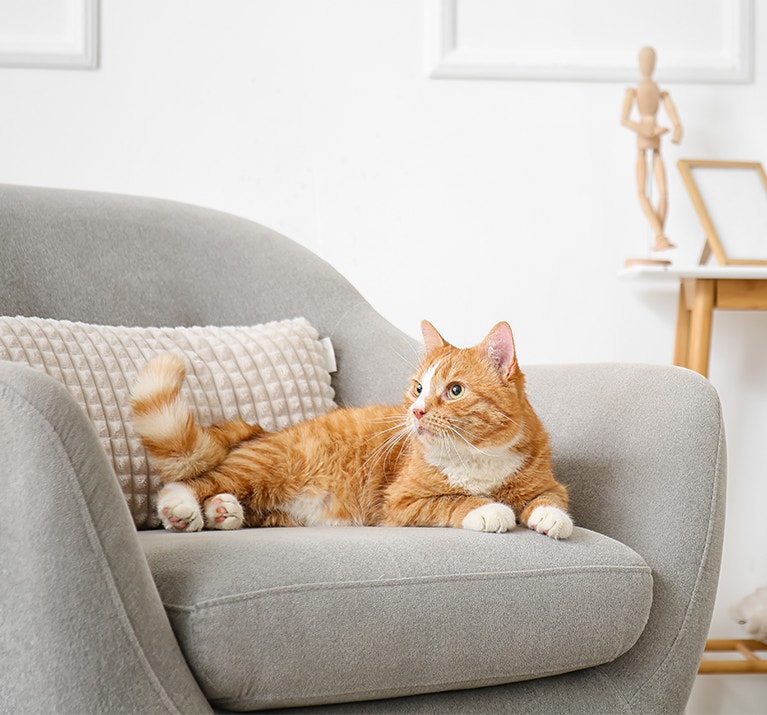 Orangefarbene Katze liegt auf einem Sofa