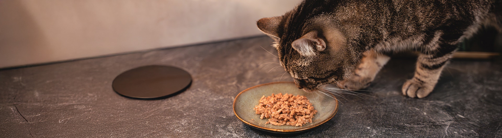 Kot wąchający swoje nowe jedzenie