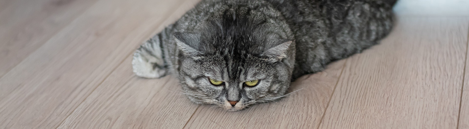 Eine graue getigerte Katze liegt flach auf einem Laminatboden und starrt unzufrieden auf einen Futternapf