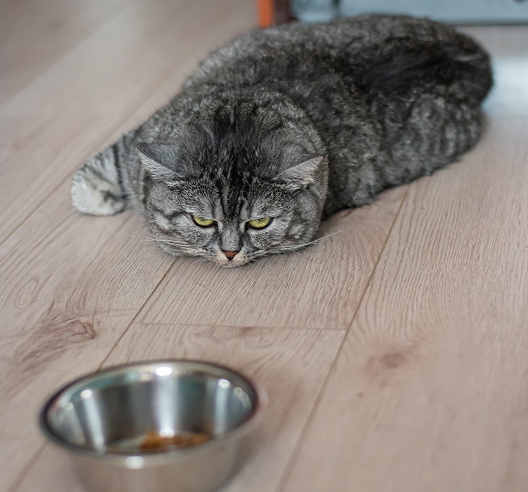 Eine graue getigerte Katze liegt flach auf einem Laminatboden und starrt unzufrieden auf einen Futternapf