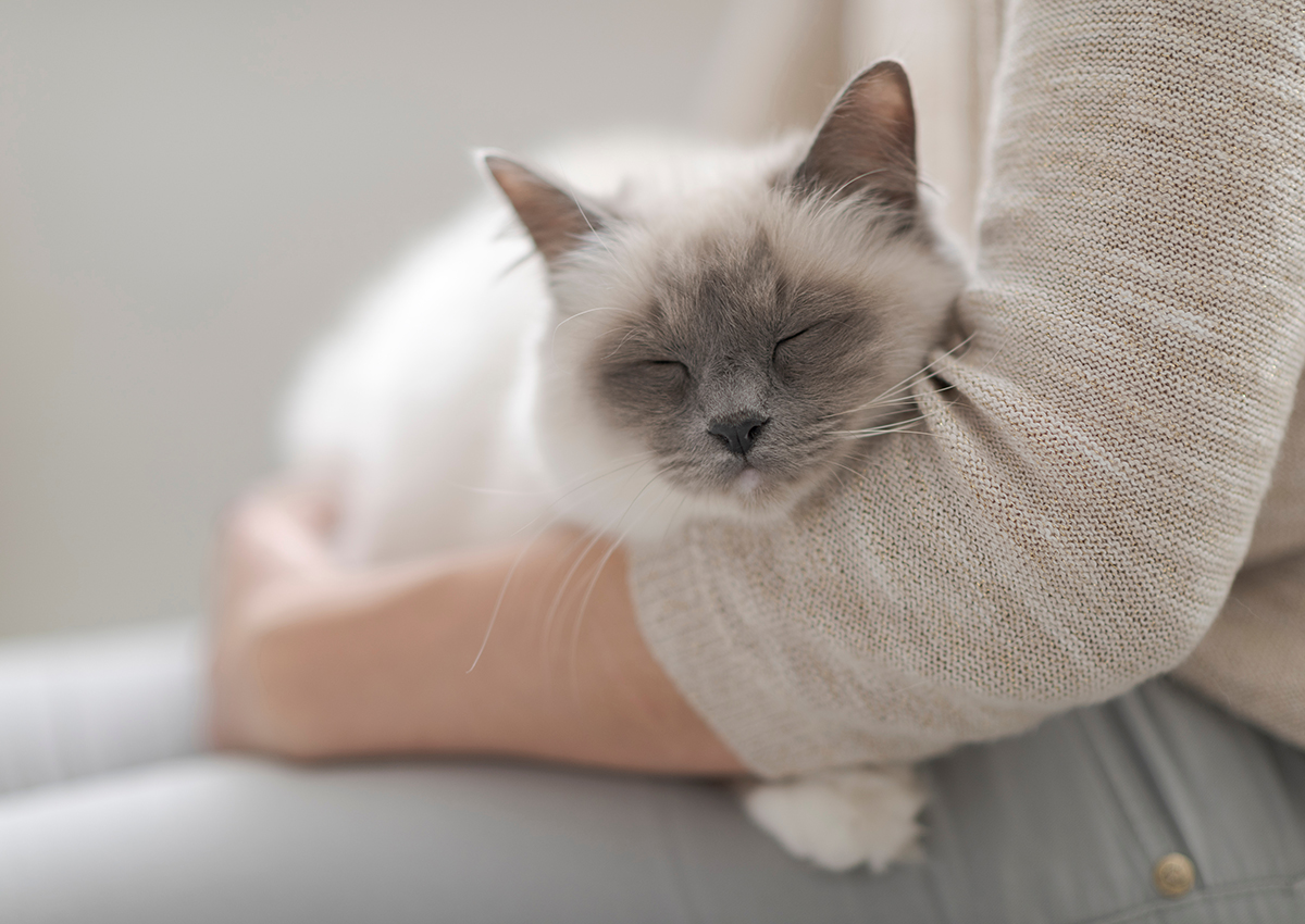 anhängliche Birma Katze