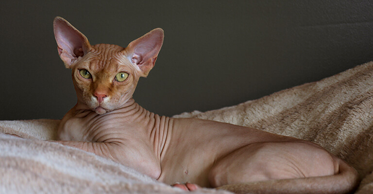 Die haarlose Sphynx-Katze gilt als eine der liebevollsten Katzenrassen überhaupt. Sie fixiert sich überdurchschnittlich stark auf ihre Menschen und ist sehr anhänglich und intelligent.