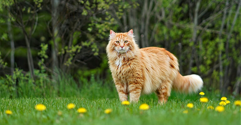 Katze im Gras suchen